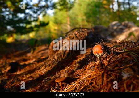 Eine kleine Fliege mit einer roten Mütze, die aus einem Haufen trockener roter Kiefernnadeln in den Wäldern herauskommt. Stockfoto