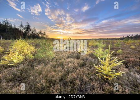 Heidenlandschaft mit hellen Lärchen (Larix decidua) Bäumen unter lebhaft blau bewölkten Himmel bei Sonnenuntergang. Drenthe, Niederlande Stockfoto