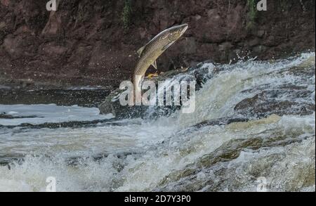 Atlantischer Lachs, Salmo Salar, Migration auf den Fluss Almond, Perth & Kinross, zu züchten. Stockfoto