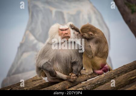 Hamadryas Pavian im Zoo (Papio hamadryas) Stockfoto