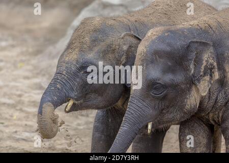 Zwei junge indische Elefanten (Elephas maximus indicus) spielen mit Sand Stockfoto