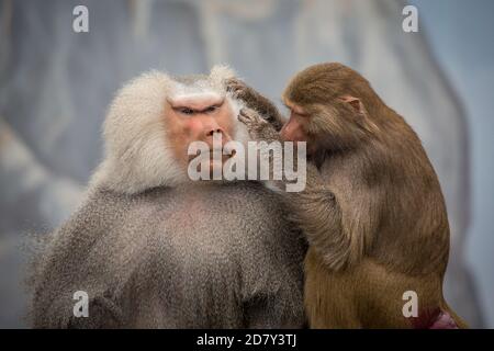 Hamadryas Pavian im Zoo (Papio hamadryas) Stockfoto