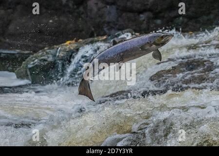 Männlicher Atlantischer Lachs, Salmo Salar, der den Fluss Almond, Perth & Kinross hinauf wandert, um zu züchten. Stockfoto