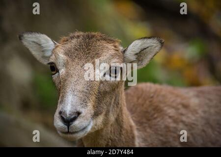 Muffloun Weibchen im Zoo (Ovis aries musimon) Stockfoto