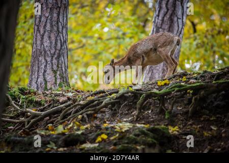 Muffloun Weibchen im Zoo (Ovis aries musimon) Stockfoto