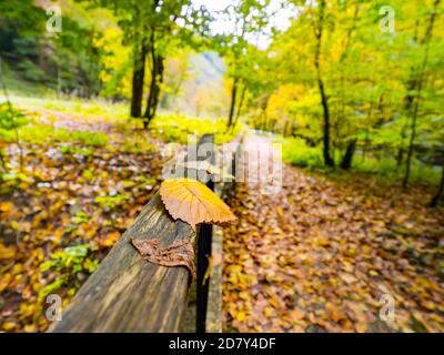 Einsam herbstlich Herbst Herbst vereinzeltes Blatt mehrere Blätter an Holzzaun Zeleni vir in Kroatien Europa Stockfoto