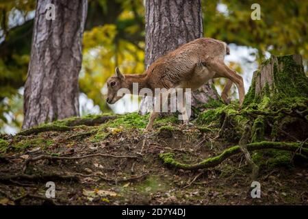 Muffloun Weibchen im Zoo (Ovis aries musimon) Stockfoto