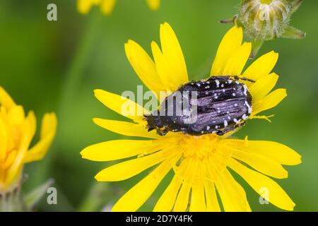 Trauer-Rosenkäfer, Trauerrosenkäfer, Rosenkäfer, Oxythyrea funesta, Blütenbesuch, Blatthornkäfer, Scarabaeidae, Weißfleckiger Rosenkäfer, Rosenkäfer Stockfoto