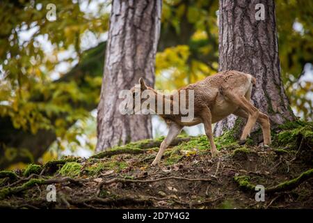 Muffloun Weibchen im Zoo (Ovis aries musimon) Stockfoto