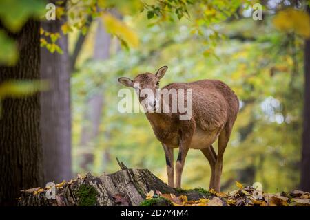 Muffloun Weibchen im Zoo (Ovis aries musimon) Stockfoto