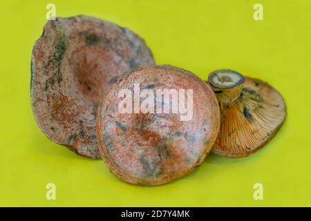 Lactarius deliciosus, Rebollones Pilz, es ist sehr häufig in Spanien und wächst in Pinienwäldern und Mischwäldern.isoliert auf gelbem Hintergrund. Stockfoto