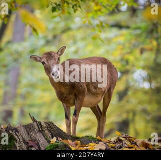 Muffloun Weibchen im Zoo (Ovis aries musimon) Stockfoto