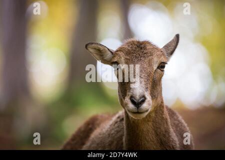 Muffloun Weibchen im Zoo (Ovis aries musimon) Stockfoto