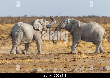 2 Elefanten, Loxodonta africana, Stiere kämpfen kraftvoll. Die Tiere sind in Aktion, um jeden zu schubsen. Etosha-Nationalpark, Namibia. Afrika. Stockfoto