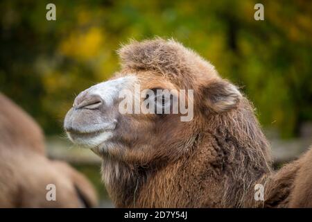 Zweihumpige Kamele (Camelus ferus, Camelus bactrianus) Stockfoto