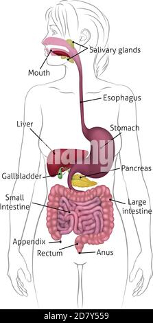 Menschliche Verdauungssystem Frau Anatomie Diagramm Stock Vektor