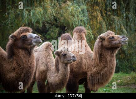 Zweihumpige Kamele (Camelus ferus, Camelus bactrianus) Stockfoto