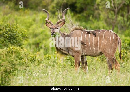 Kudu-Männchen mit großen Geweihen, die Blätter fressen. Stehend in sehr grünen afrikanischen Busch, voller Länge Körper Seitenansicht. Vier Oxpecker pflücken Parasiten seiner b Stockfoto