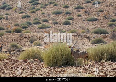 Stolzer Kudu, Tragelaphus strepsiceros, steht in der Landschaft Namibias. Ein männliches erwachsenes Tier mit großem Geweih, Seitenansicht des Vollkörpers. Namibia, Stockfoto