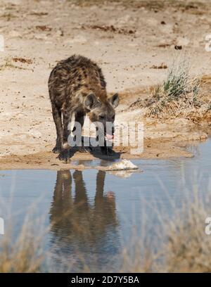 Afrikanische Fleckhyäne, Crocuta crocuta, Trinkwasser, das von der Zunge tropft. Schöne Reflexion im Wasser. Etosha Park, Namibia, Afrika. Stockfoto