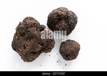 Schwarze Nase mit Spuren von Erde. Stockfoto