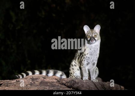 Großfleckiges Genet (Genetta tigrina) Nahaufnahme des Tieres. Kruger Nationalpark, Südafrika, Afrika. Stockfoto