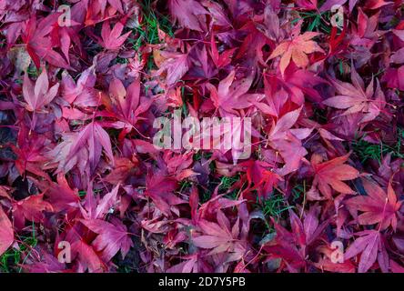 Acer Blätter im Herbst Stockfoto