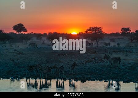 Burchells Zebras, Equus quagga burchellii, bei Sonnenuntergang an einem Wasserloch im Norden Namibias Stockfoto