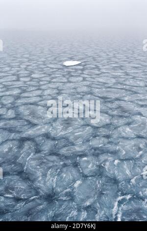 Treibendes Eis im Arktischen Ozean in Spitzbergen. Das Packeis schwimmt als Eisschild. Polarkreis nördlich von Spitzbergen, Nordpol Stockfoto