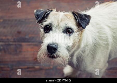 Porträt eines niedlichen Parson russell Terrier Hund Stockfoto
