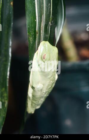 Grüner Frosch auf dem Blatt, im Arenal Vulkan Gebiet in costa rica zentralamerika Stockfoto