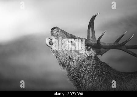 Rothirsch Hirsch in schottischen Highlands während der Rut. Stockfoto