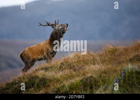 Rothirsch während der Rut, Applecross, Schottland, Großbritannien. Stockfoto