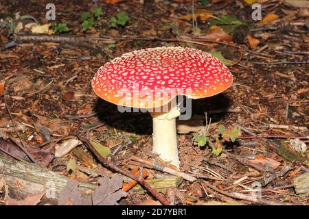 Red Fly agaric, Amanita muscaria, wächst in einem Wald in der Nähe von Marl-Sinsen, Deutschland Stockfoto