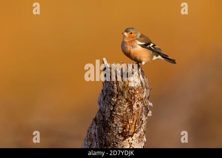 Buchfink auf einem Baumstumpf im Abendlicht, Applecross, Schottland, Großbritannien. Stockfoto