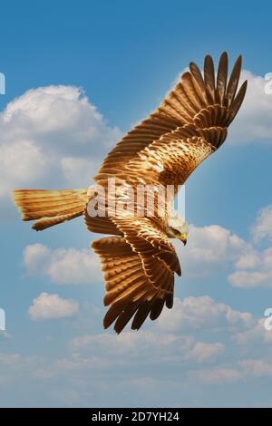Brauner Adler fliegt am blauen Himmel mit weißen Wolken Stockfoto