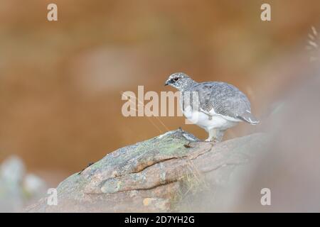 Ptarmigan in der Mitte Melt immer bereit für den Winter. Stockfoto