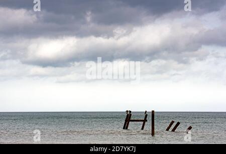 Ein Blick auf verödlte Wellenbrecherposten mit Kormoranen vor der Nord-Norfolk-Küste in Happisburgh, Norfolk, England, Vereinigtes Königreich. Stockfoto