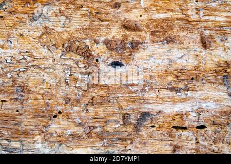 Alter Baumstamm ohne Rinde, rauer strukturierter Hintergrund aus Holz Stockfoto