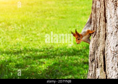 Junge rote Eichhörnchen schaut hinter einem Baumstamm auf einem grünen Gras Hintergrund, kopieren Raum. Sciurus vulgaris Stockfoto