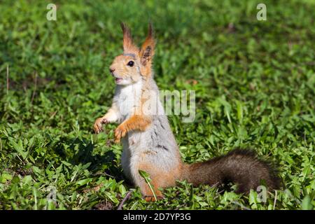 Braunes Eichhörnchen steht auf seinen Hinterbeinen auf grünem Gras Mit offenem Mund Stockfoto