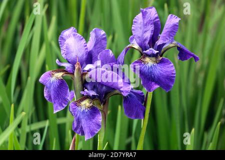 Lila Sibirische Iris, Iris sibirica Pansy Purple Stockfoto