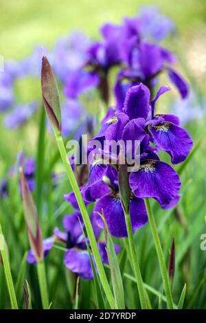 Lila Sibirische Iris, Iris sibirica Pansy Purple Stockfoto