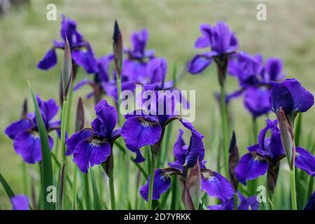 Sibirische Iris sibirica 'Pansy Purple', Irisblüte, Irisblüte blau Stockfoto