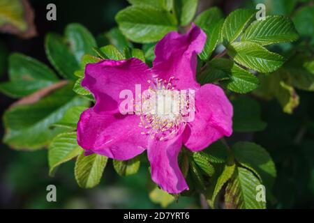 Rosa majalis, Hagebuttenblüte wächst an sonnigen Sommertagen mit grünen Blättern Stockfoto