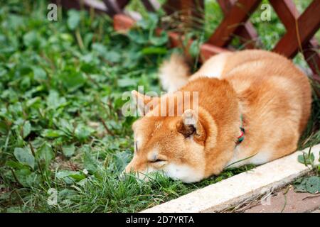 Japanischer Hund der Shiba Inu Rasse liegt auf dem grünen Gras am sonnigen Sommertag. Japanische kleine Größe Hund Shiba Ken schlafen auf grünem Gras Stockfoto