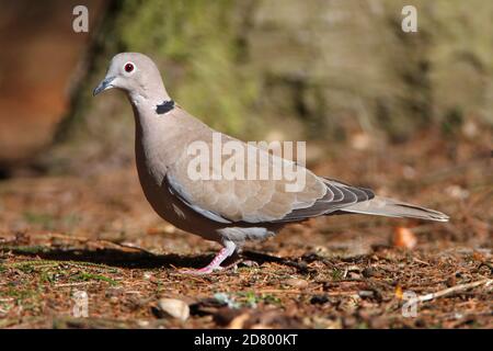 HALSTAUBE (Streptopelia decaocto) auf der Suche nach Waldboden, Schottland, Großbritannien. Stockfoto