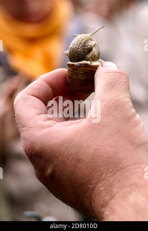 Eine Serie von Fotografien eines Tages auf einer Traubenschnecke Farm. Stockfoto