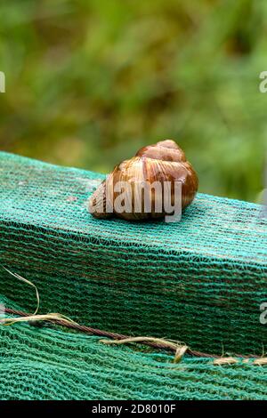 Eine Serie von Fotografien eines Tages auf einer Traubenschnecke Farm. Stockfoto