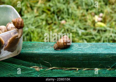 Eine Serie von Fotografien eines Tages auf einer Traubenschnecke Farm. Stockfoto